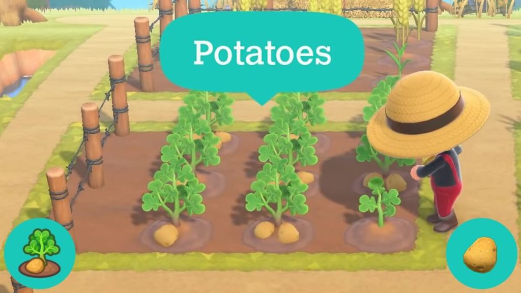 Potatoes