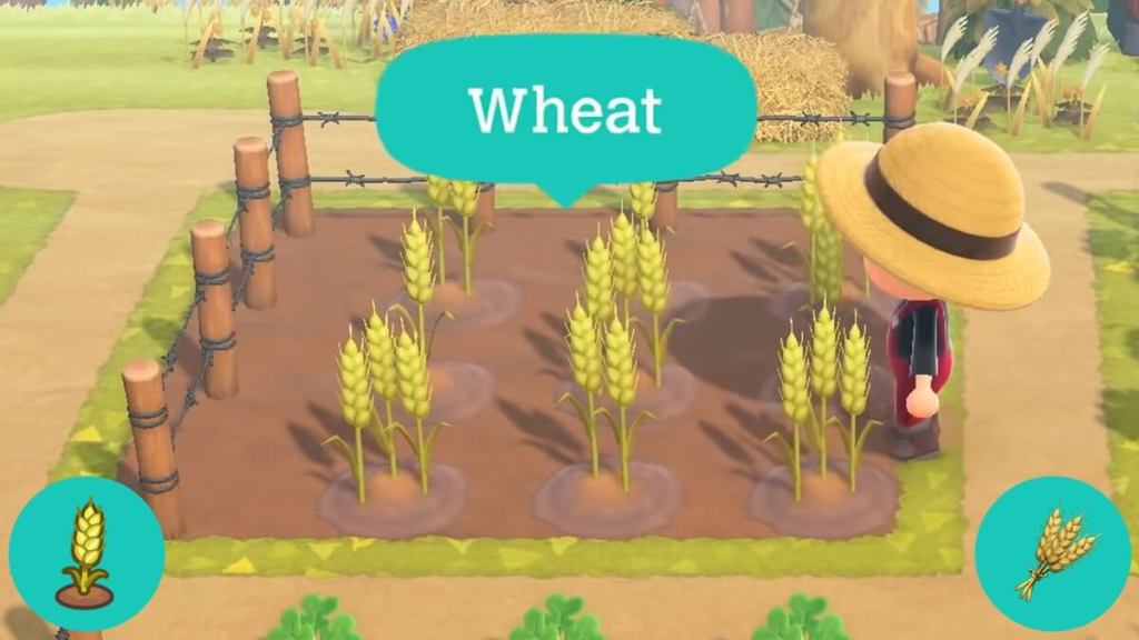 Wheat